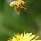 Bee Pollen 2014.jpg