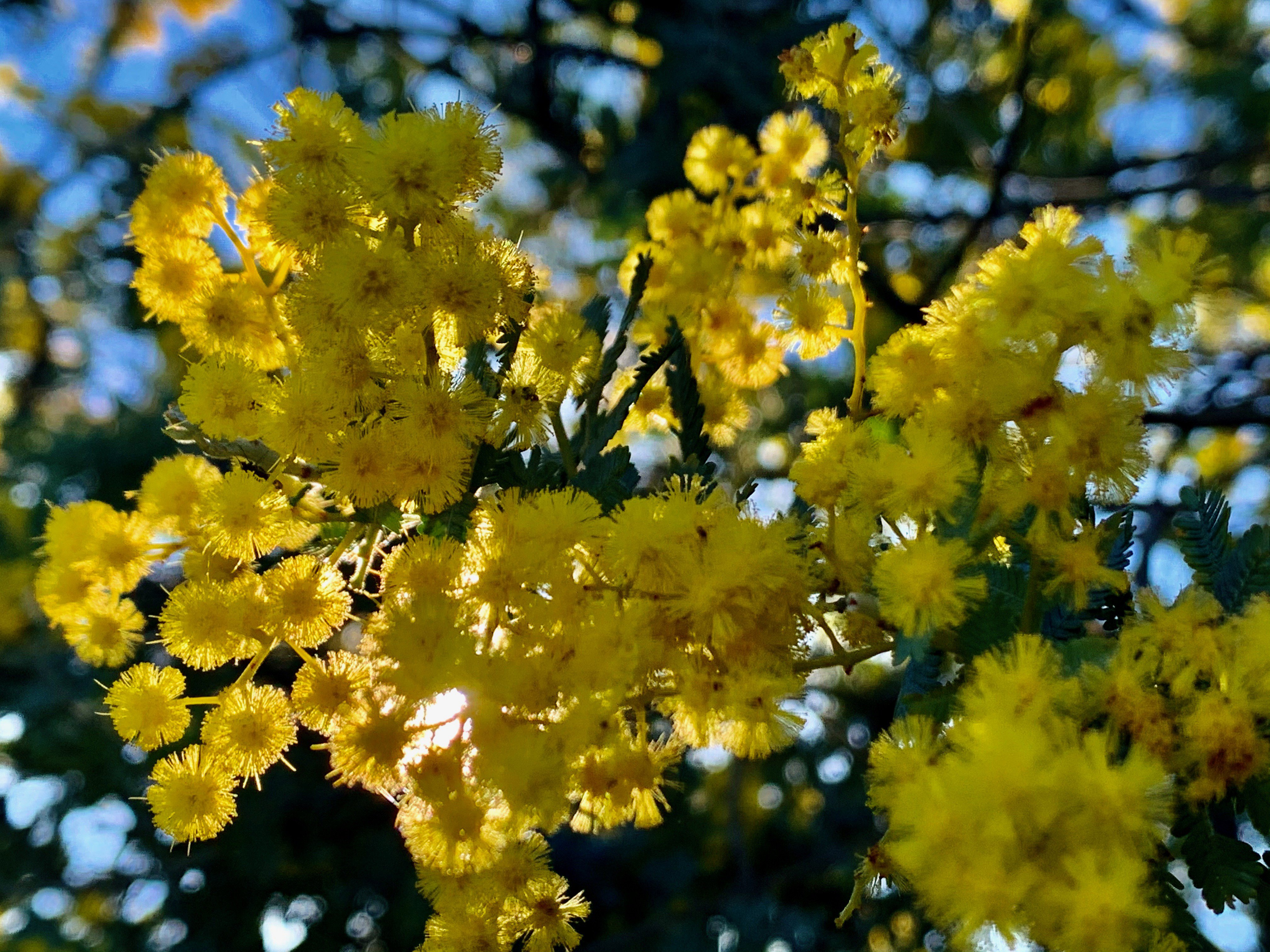 In the Yellow Time of Pollen - Canberra Pollen