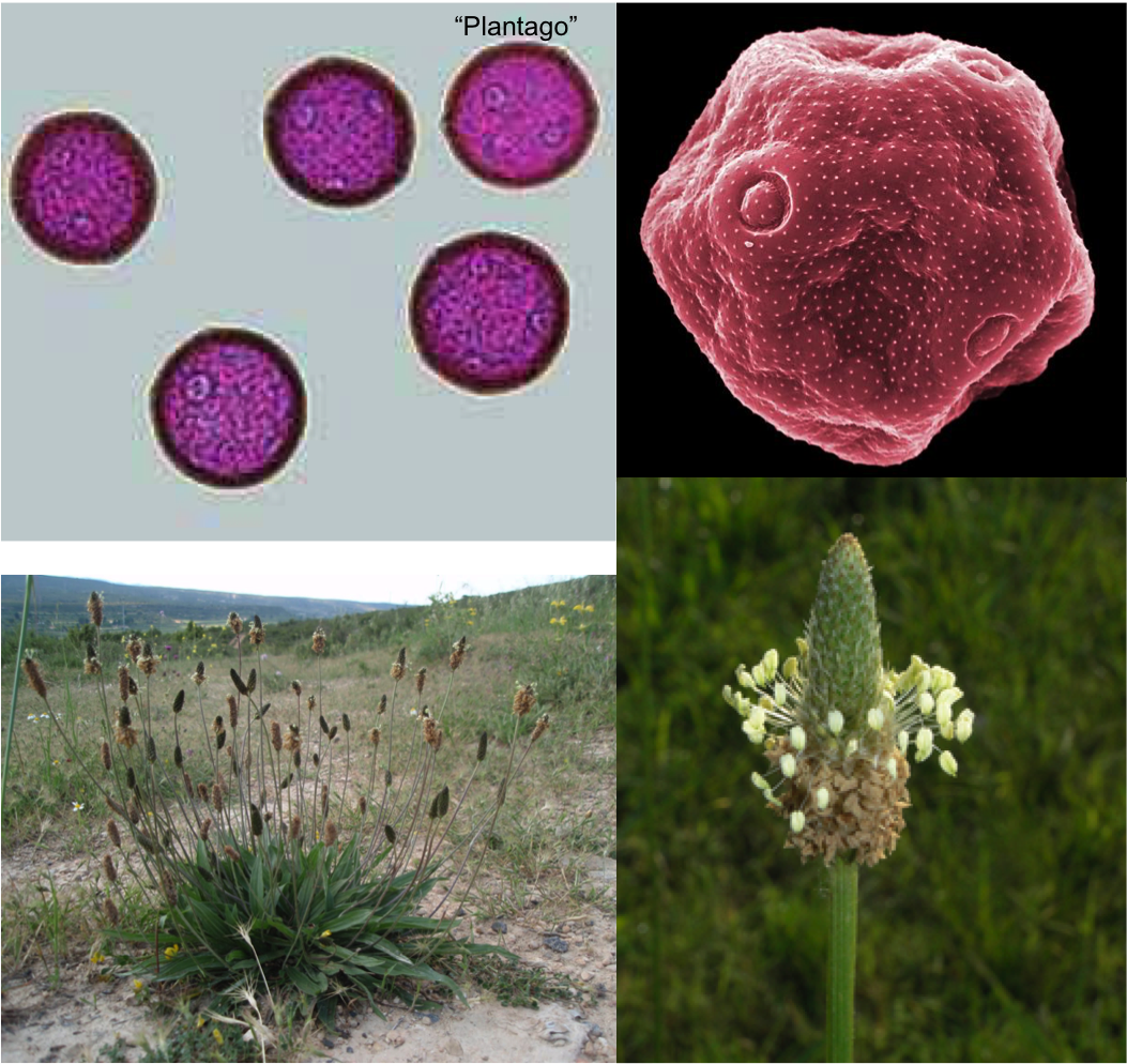 English Plantain Allergy