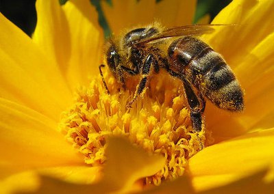 Pollen
